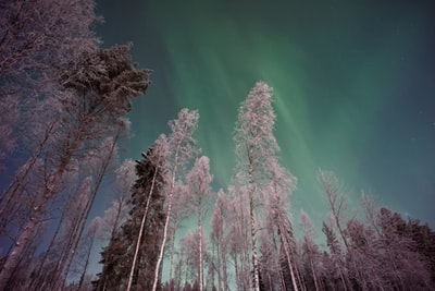 Low Angle photos of the trees
